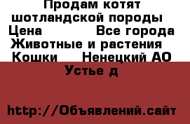 Продам котят шотландской породы › Цена ­ 2 000 - Все города Животные и растения » Кошки   . Ненецкий АО,Устье д.